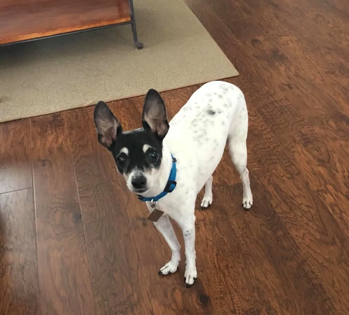 Lost dog in New Braunfels, TX, 78130
