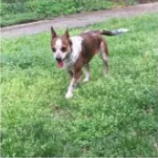 Lost dog in Greensboro, NC, 27409