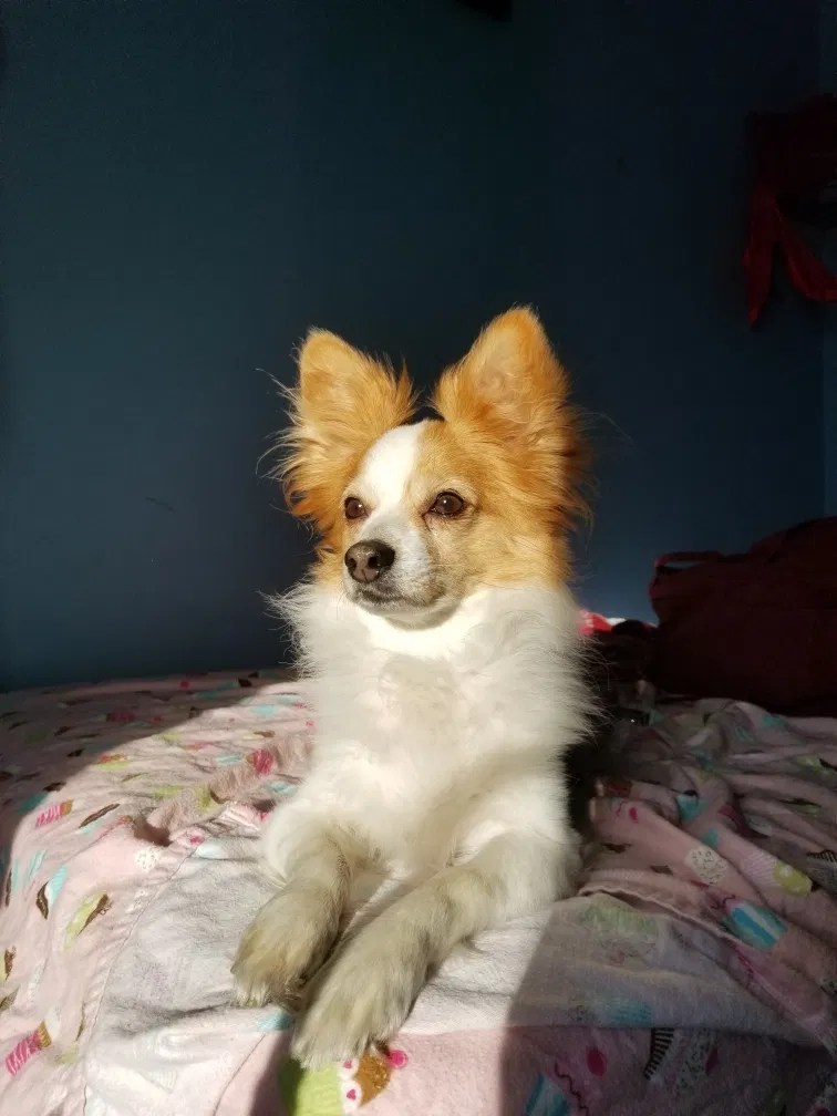 Lost dog in Aurora, IL, 60506