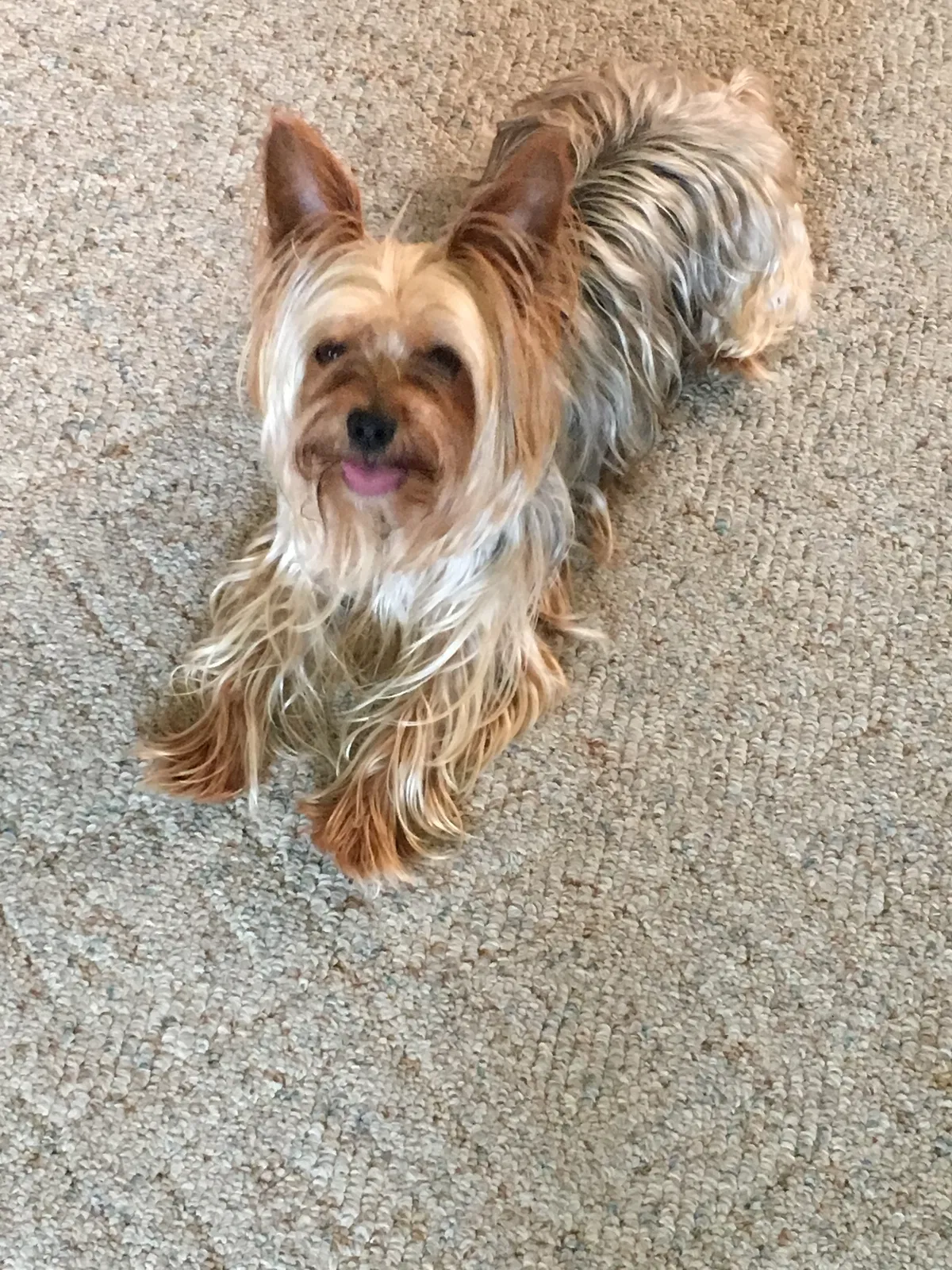 Lost dog in Madelia, MN, 56062