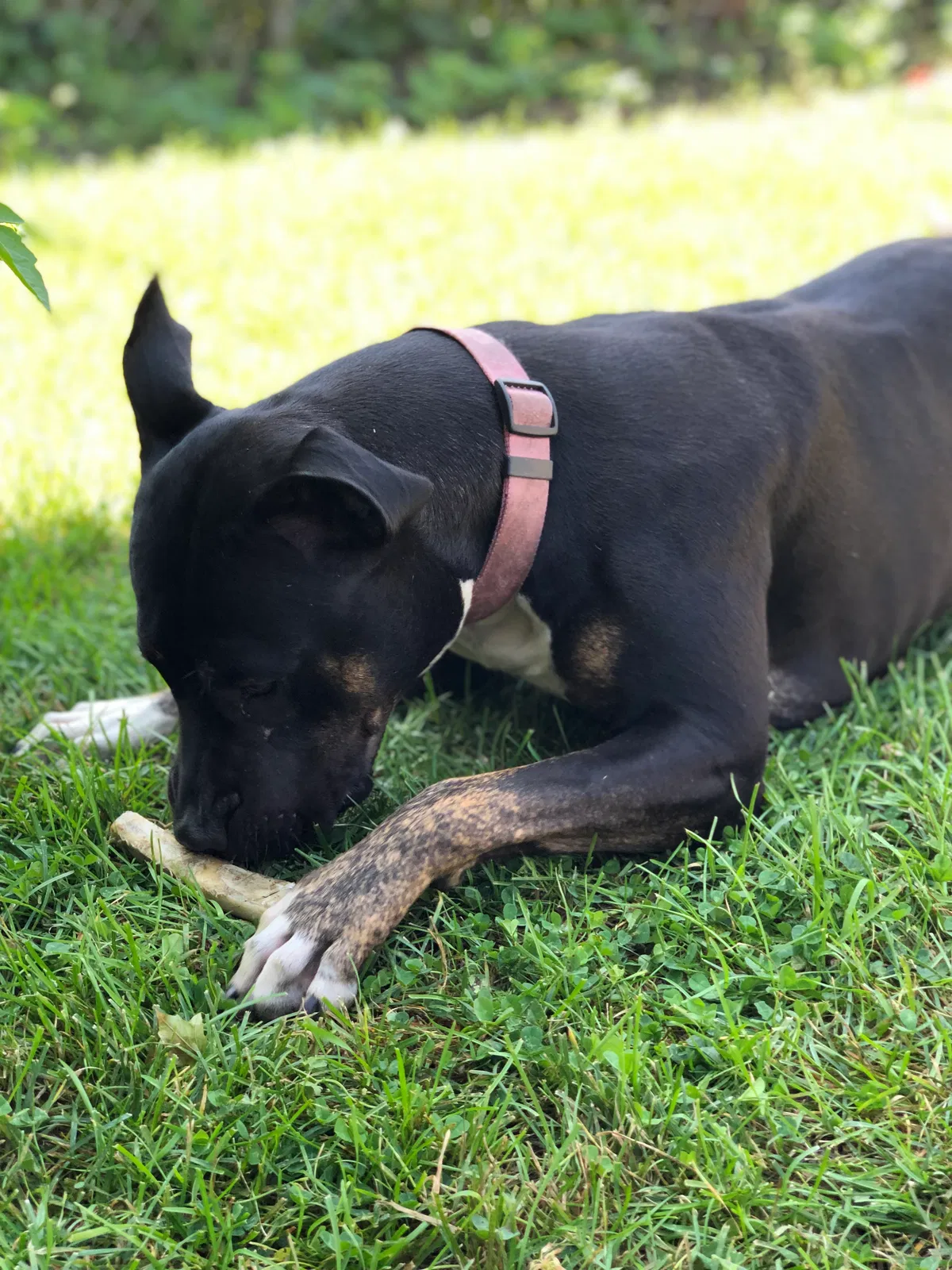 Lost dog in Chicago, IL, 60629