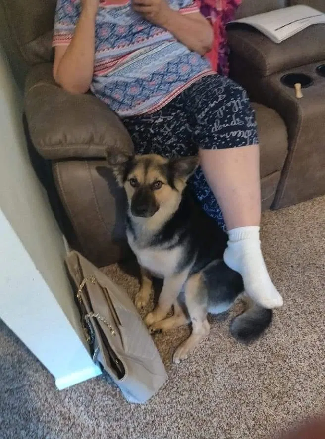 Lost dog in Carol Stream, IL, 60188