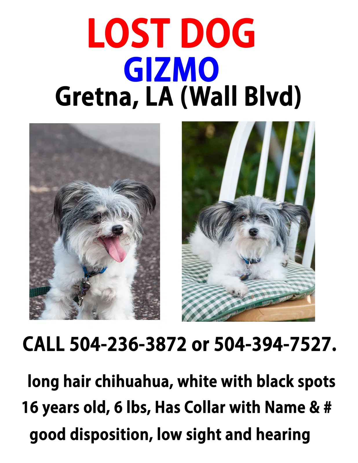 Lost dog in Gretna, LA, 70056