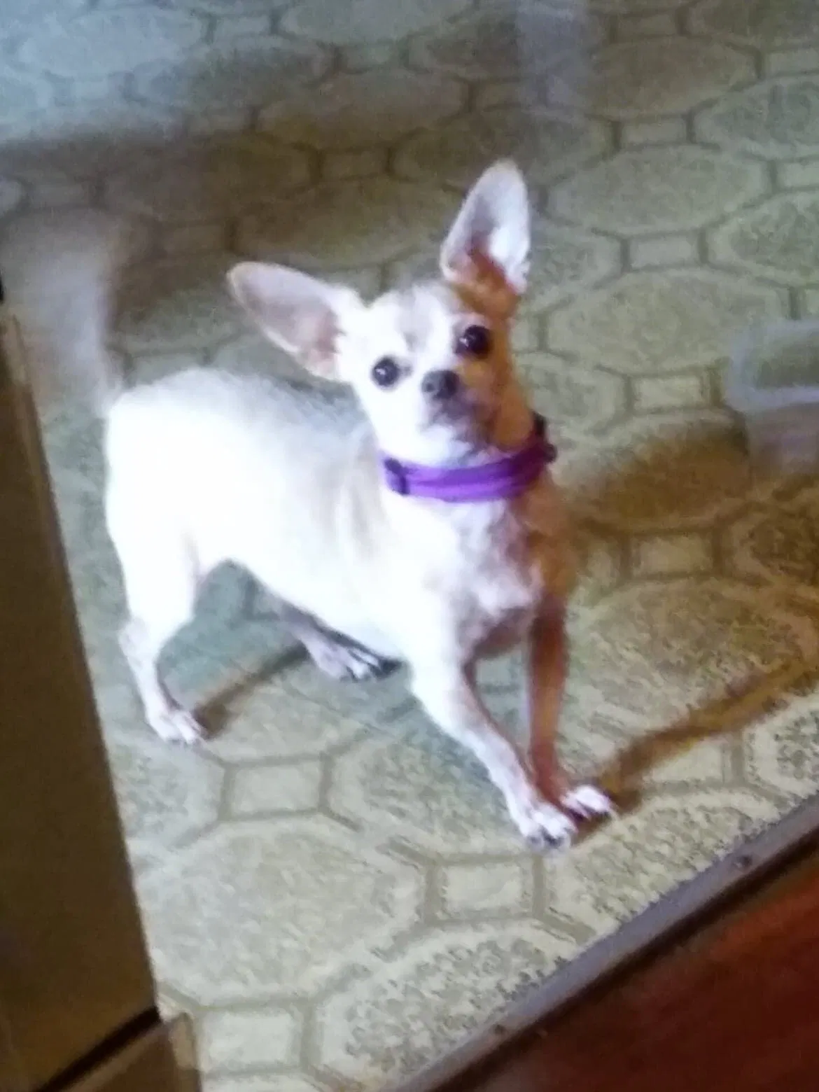Lost dog in East Chicago, IN, 46312