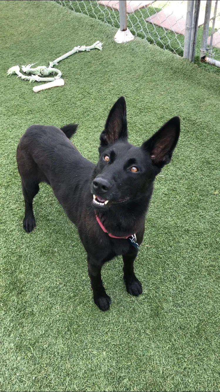 Lost dog in Miami, FL, 33165
