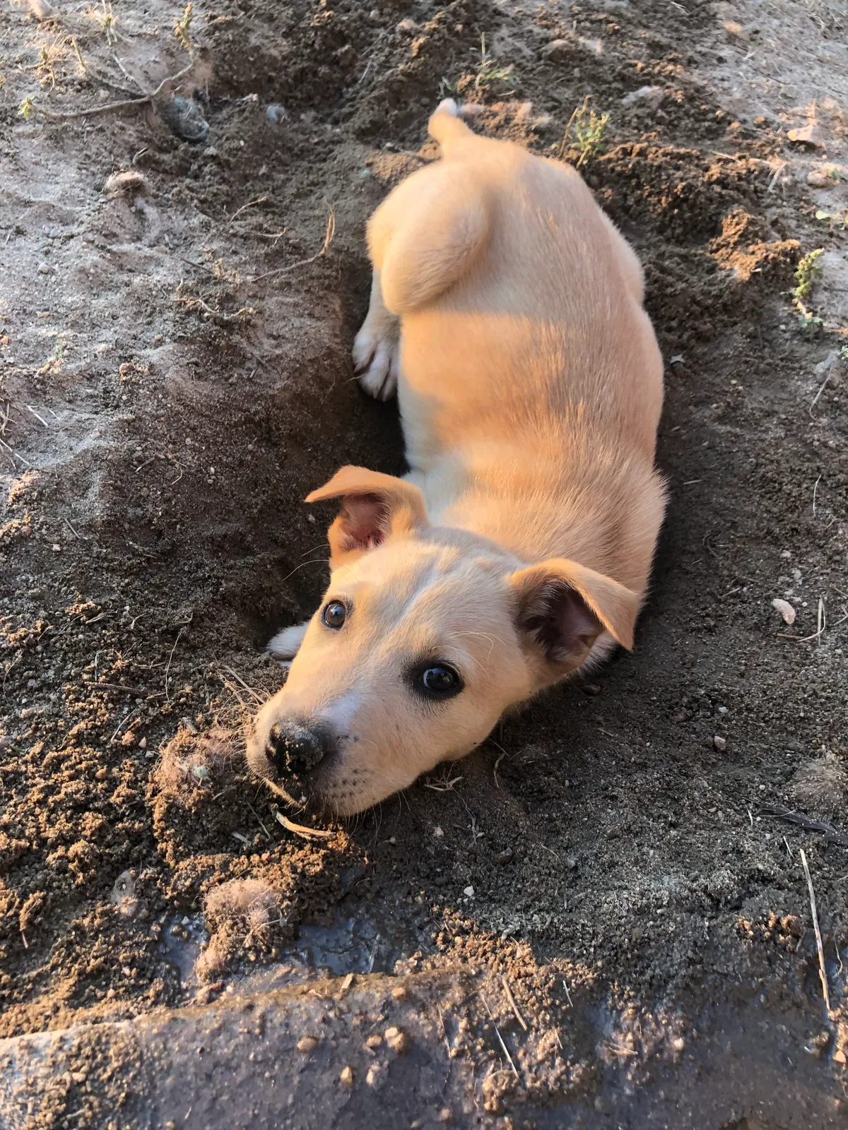 Lost dog in Aiken, SC, 29803