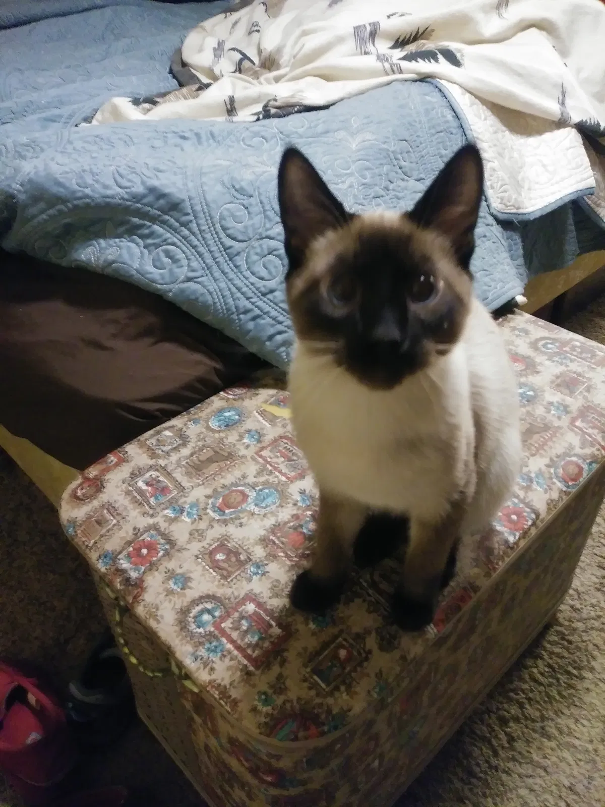 Lost cat in Kalispell, MT, 59901