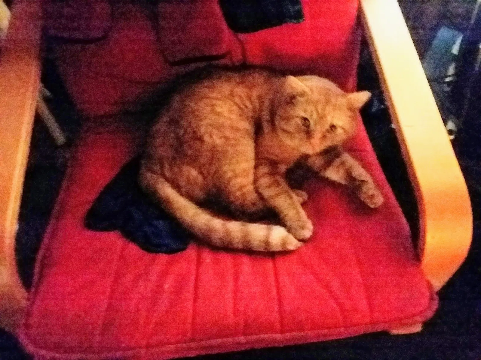 Lost cat in Reading, MI, 49274