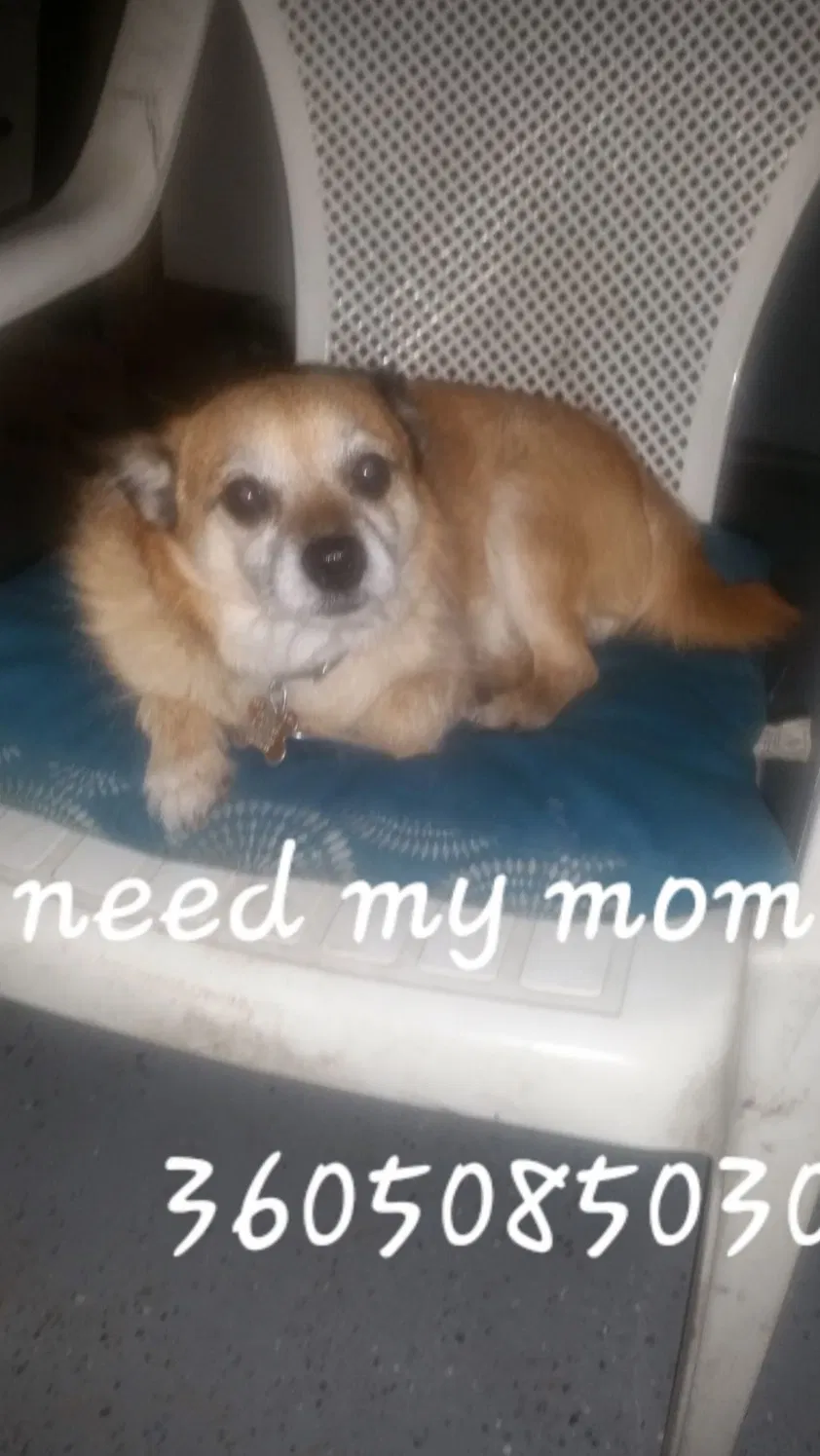 Lost dog in Centralia, WA, 98531
