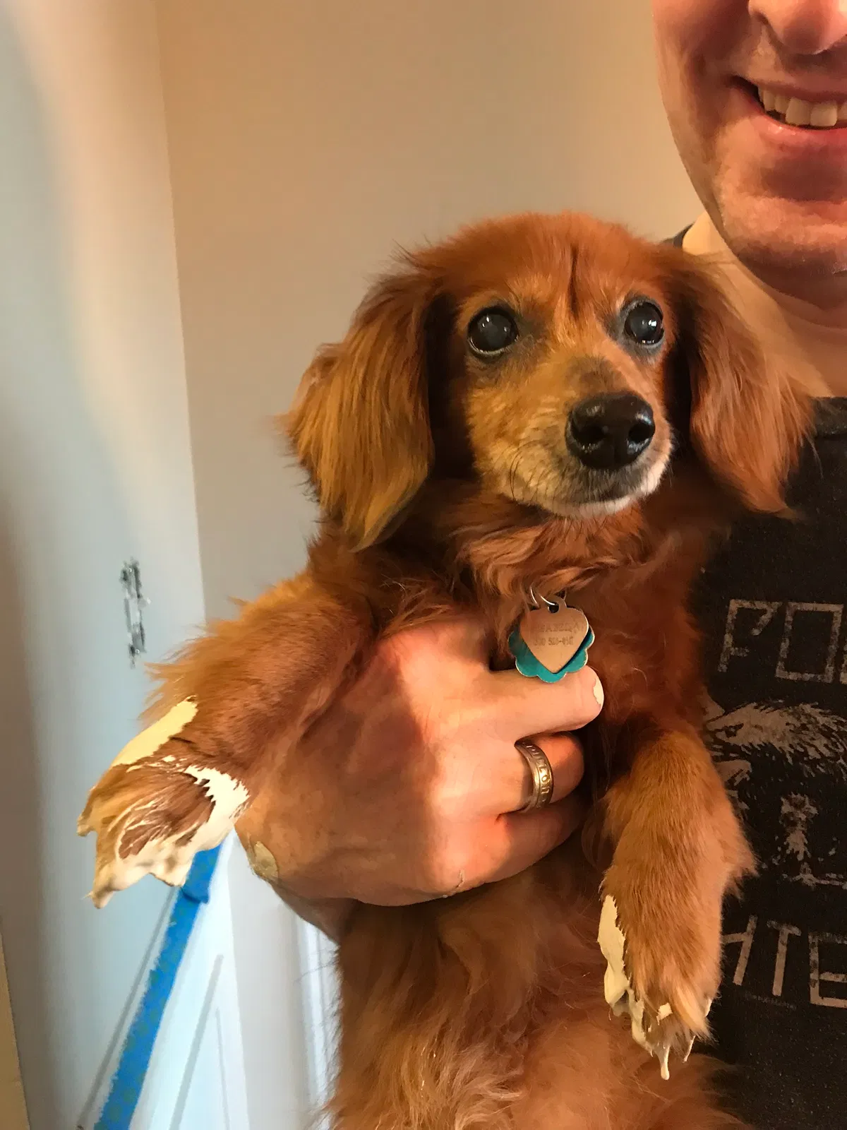 Lost dog in Damascus, MD, 20872