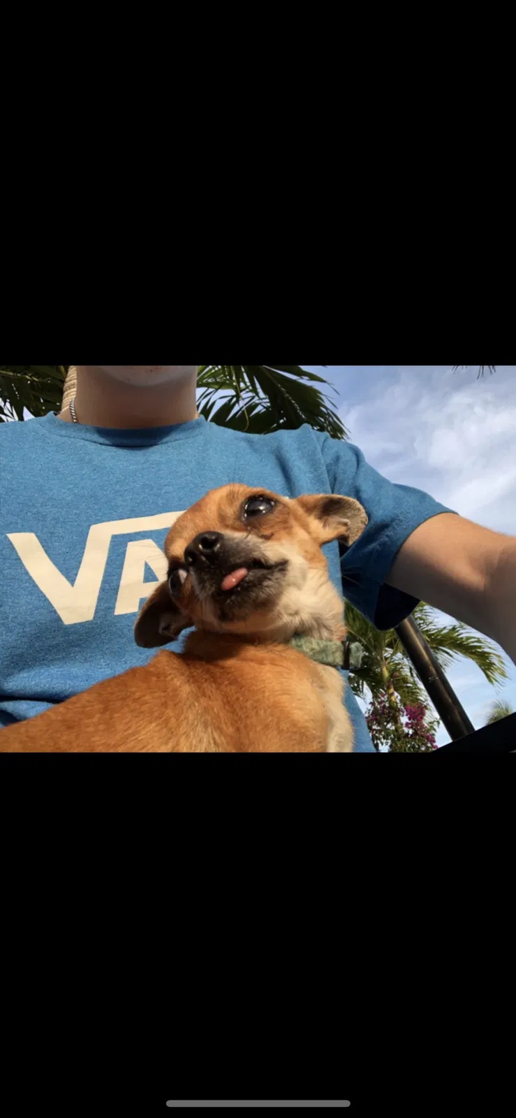 Lost dog in West Palm Beach, FL, 33403