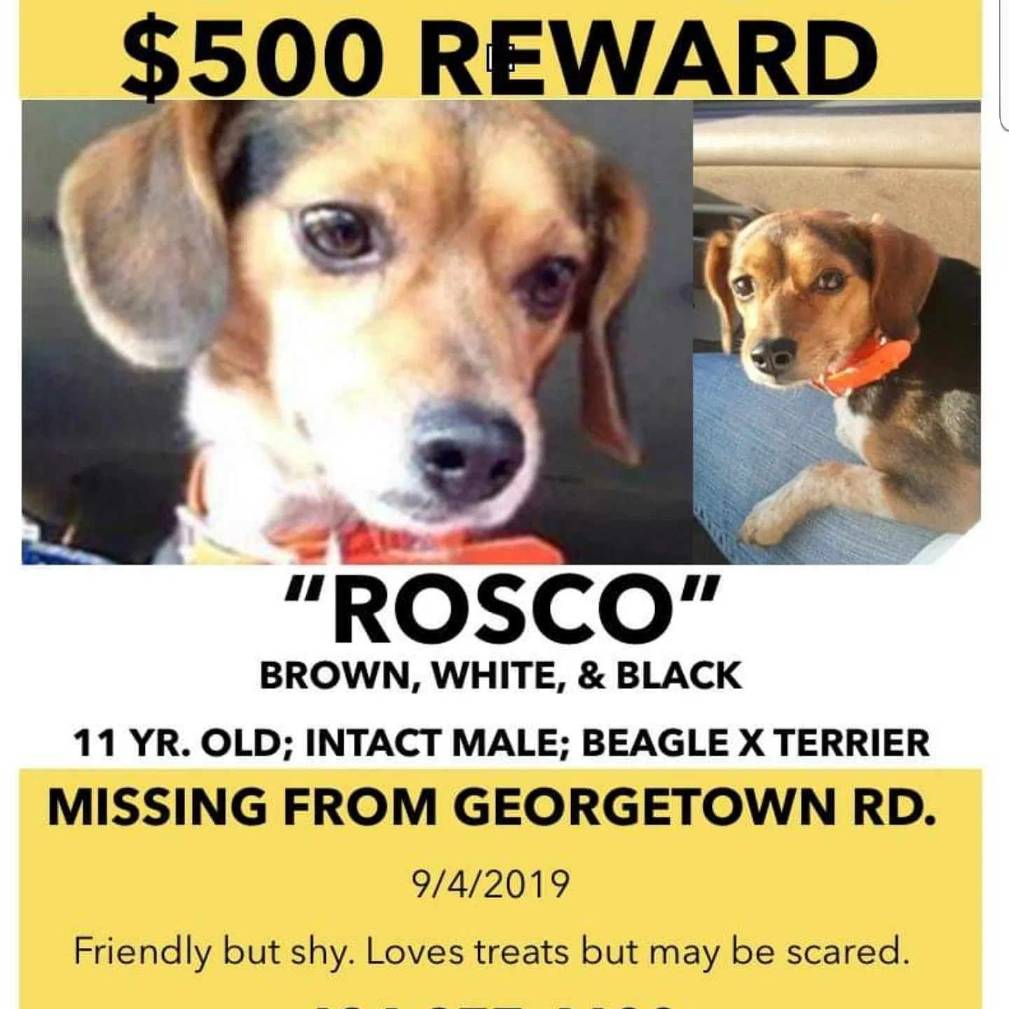 Lost dog in Charlottesville, VA, 22901