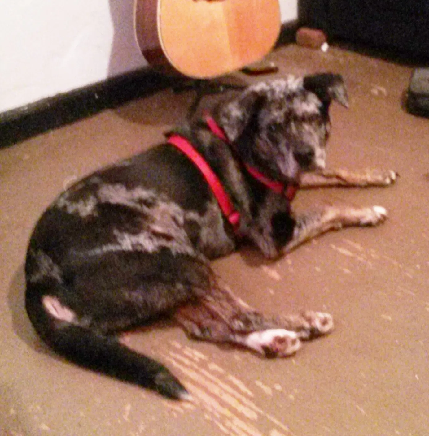 Lost dog in Atlanta, GA, 30315