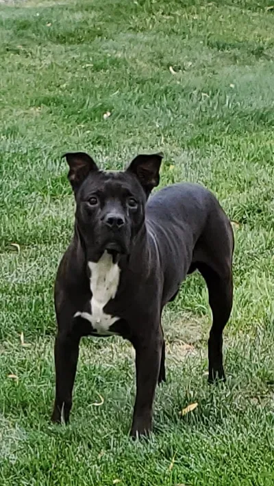 Found dog in Colorado Springs, CO, 80906