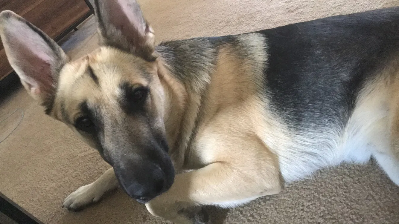 Lost dog in Colorado Springs, CO, 80911