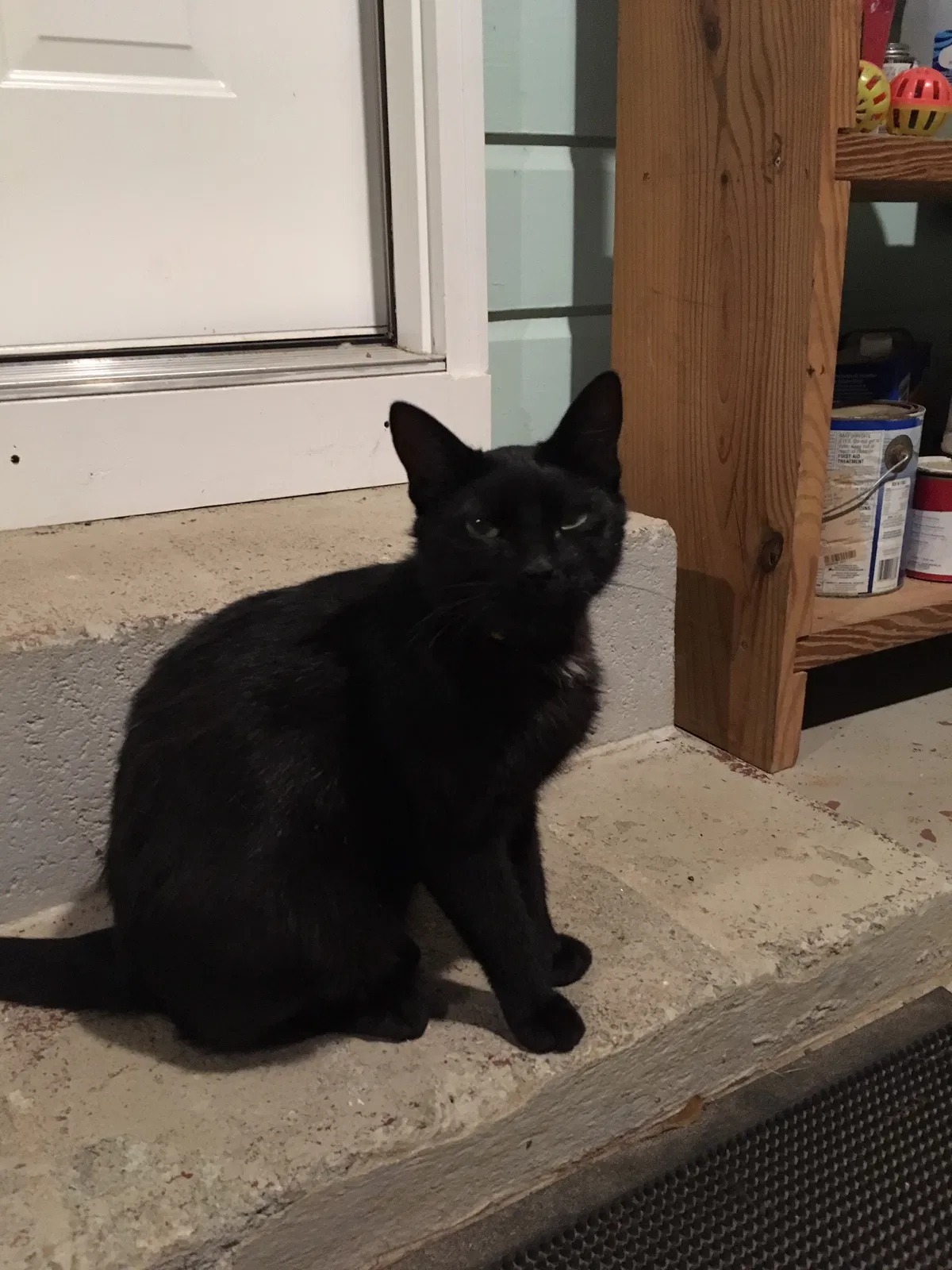 Lost cat in Atlanta, GA, 30317