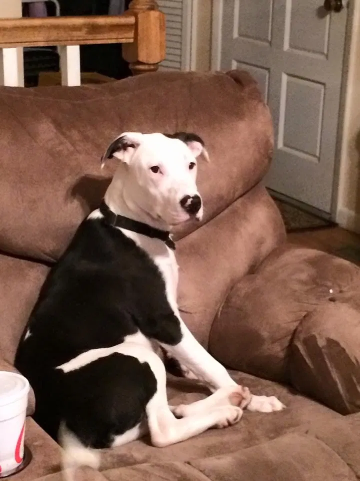 Lost dog in Granite Falls, NC, 28630