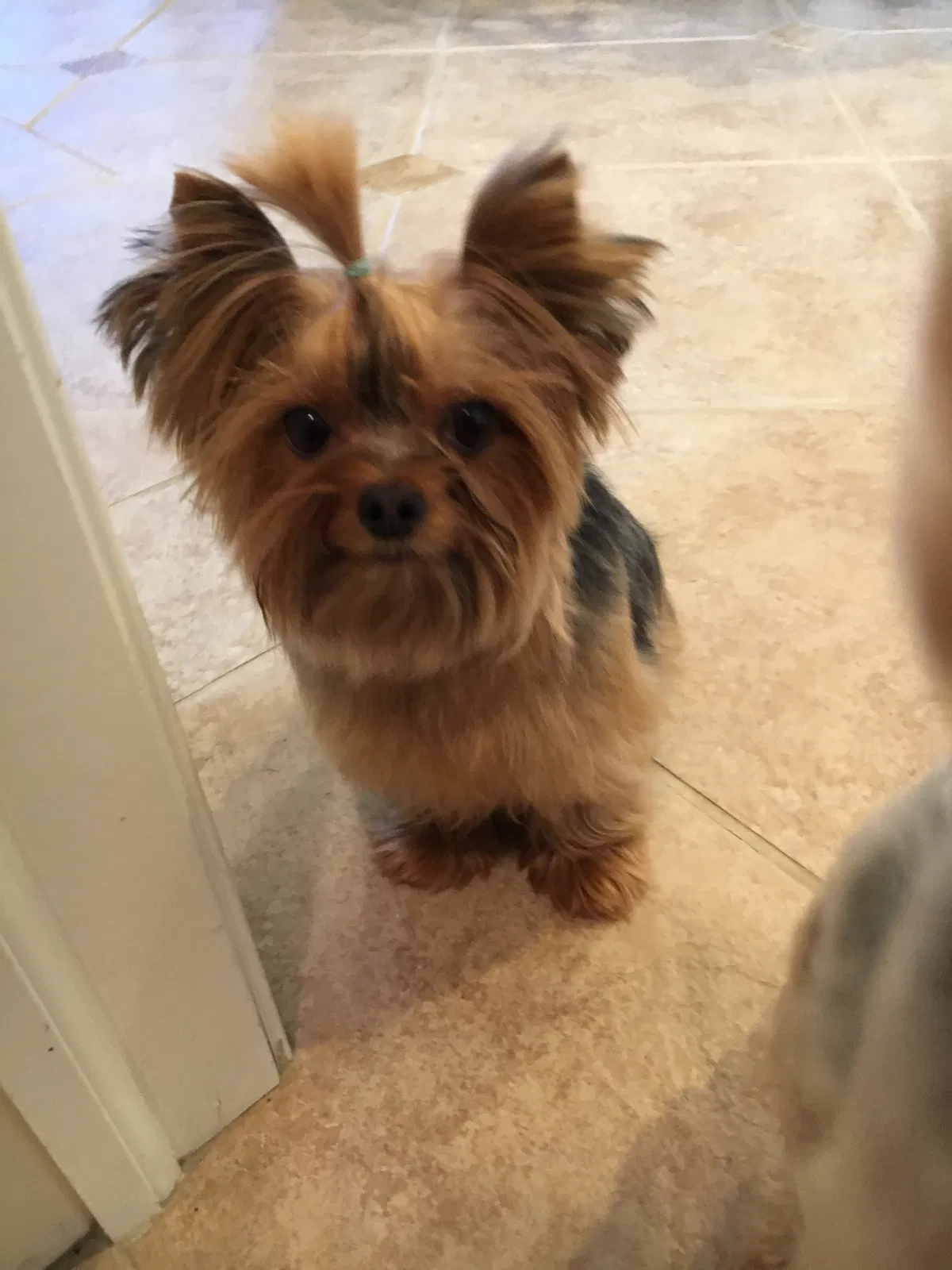 Lost dog in Hamel, MN, 55340