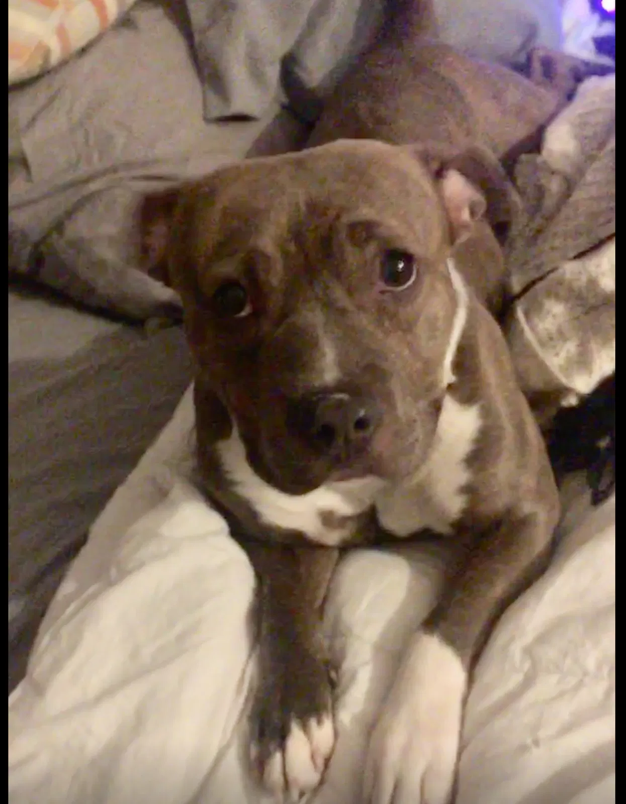Lost dog in Cleveland, OH, 44115