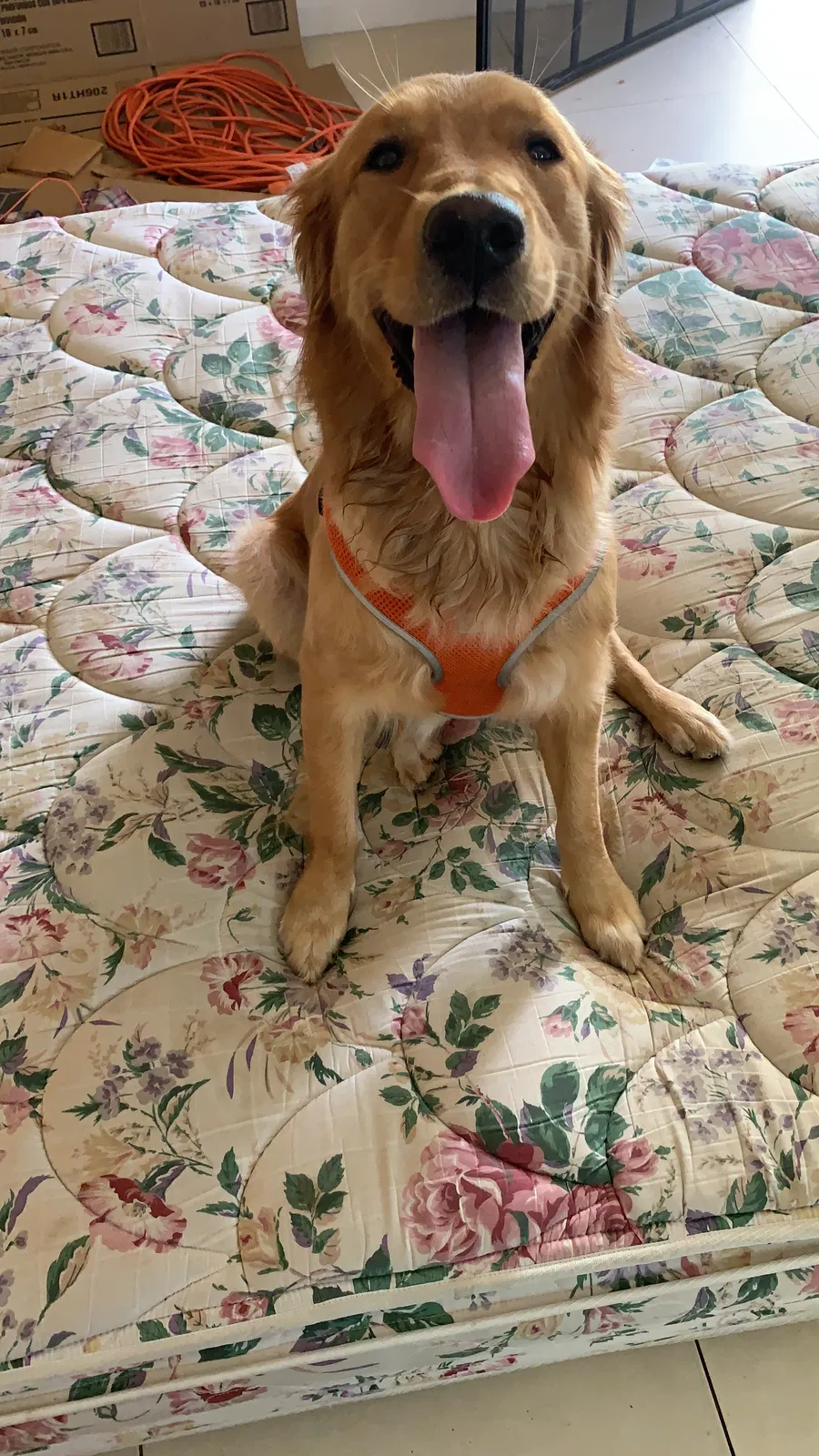 Lost dog in Miami, FL, 33181