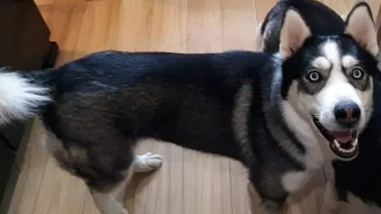 Lost dog in Climax, MI, 49034