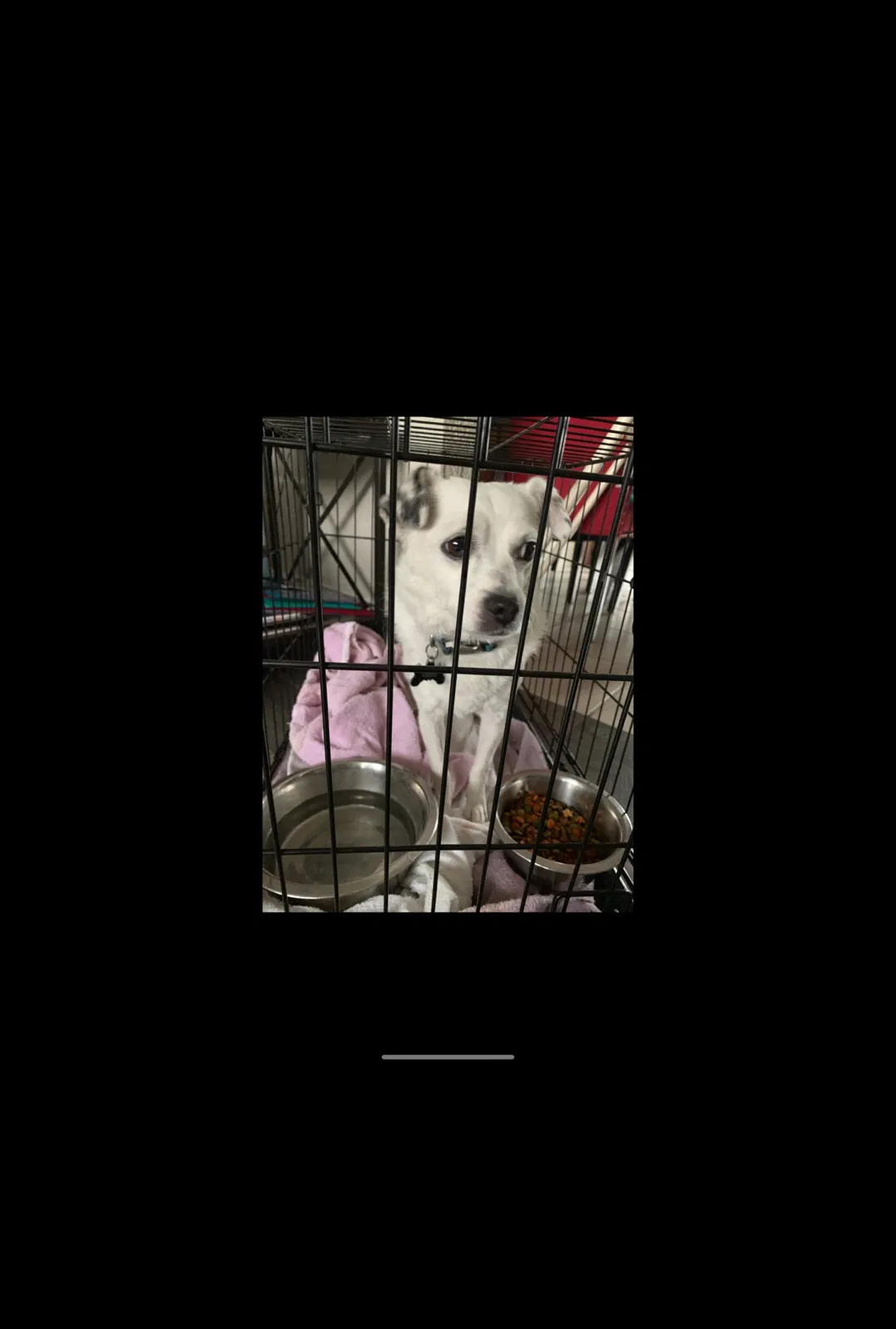 Lost dog in Salt Lake City, UT, 84118