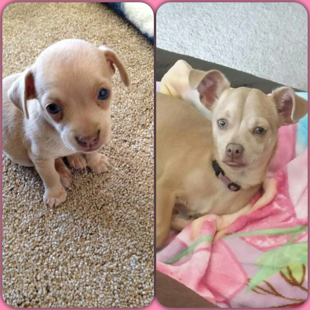 Lost dog in Albuquerque, NM, 87120