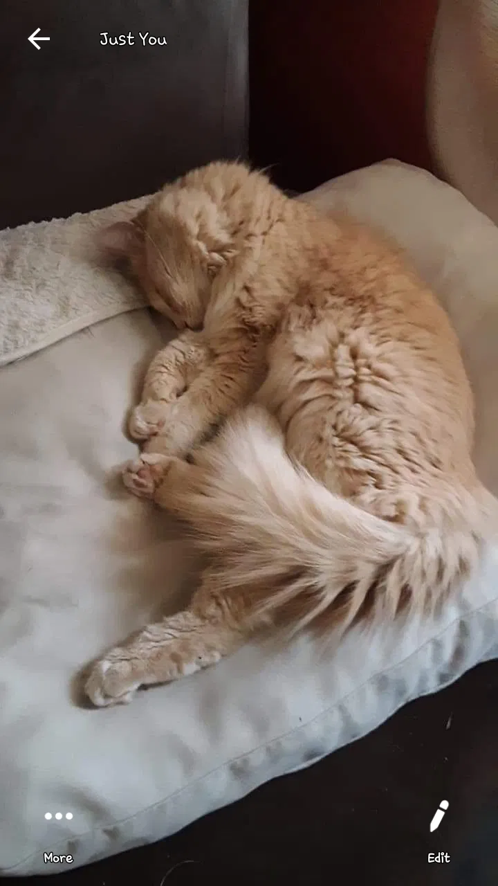 Lost cat in Milliken, CO, 80543