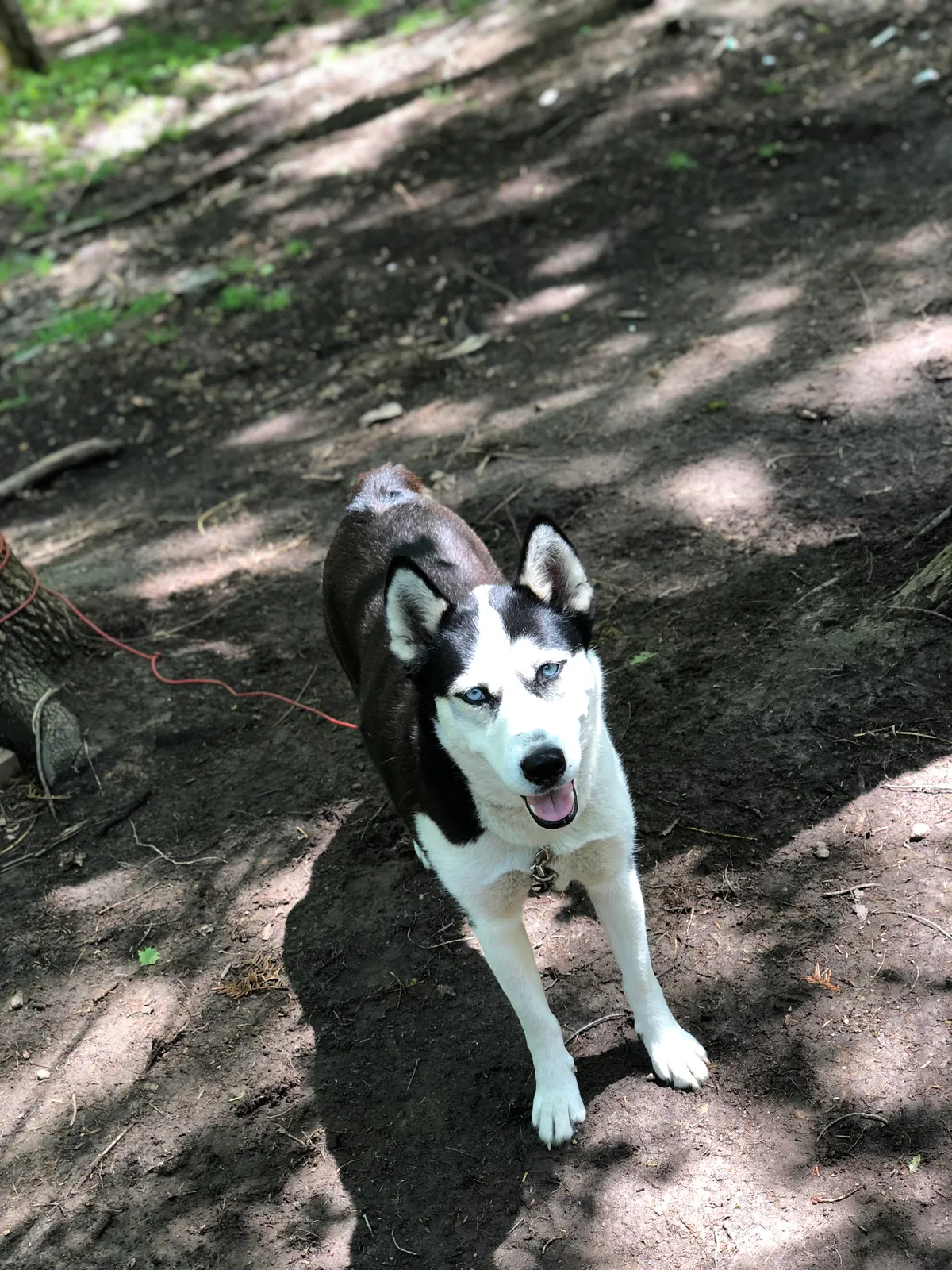 Lost dog in Bloomingdale, MI, 49026