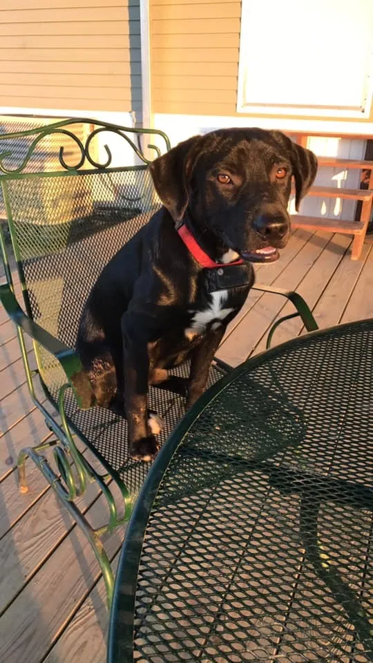 Lost dog in Eunice, LA, 70535