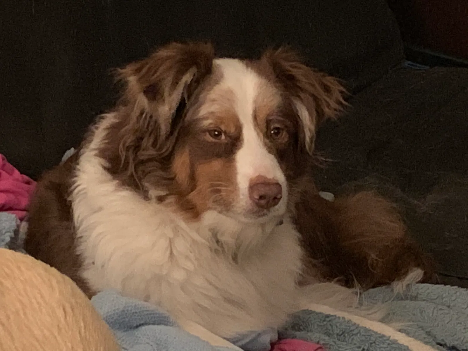 Lost dog in Hayes, VA, 23072