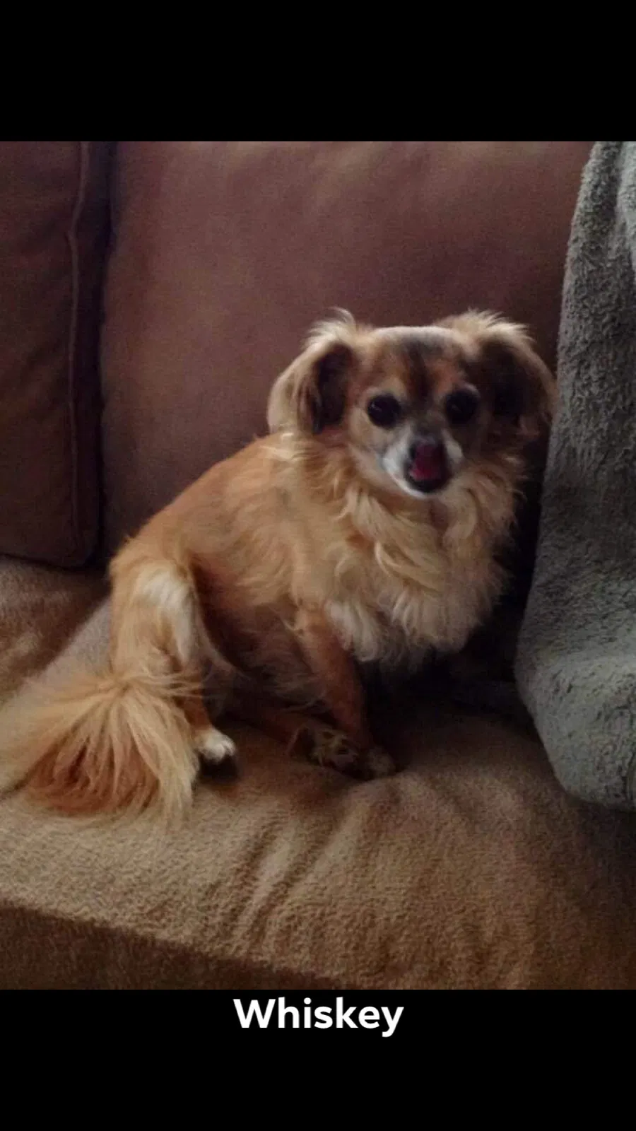 Lost dog in Corbin, KY, 40701