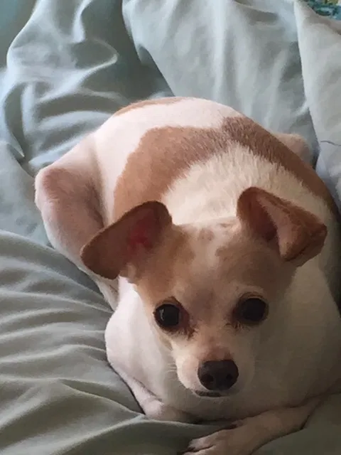 Lost dog in Spring Valley, CA, 91977