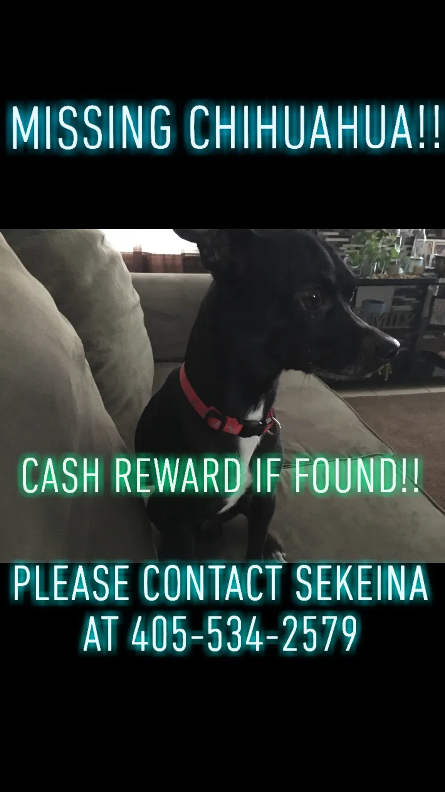 Lost dog in Oklahoma City, OK, 73111