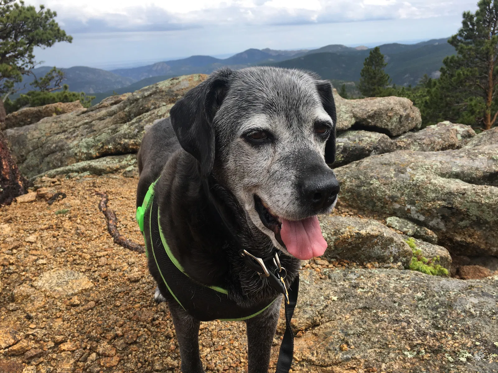 Lost dog in Colorado Springs, CO, 80908
