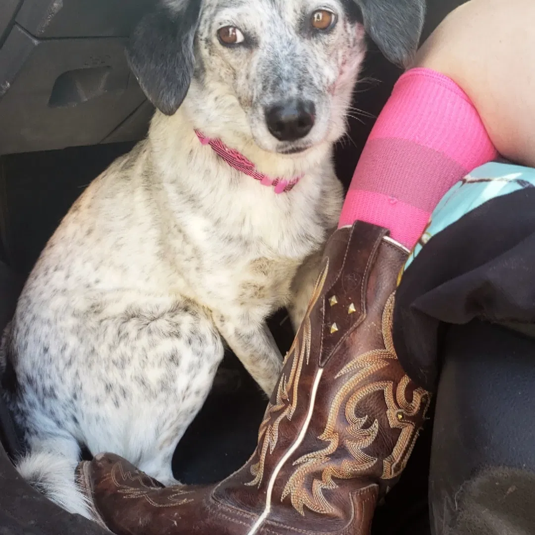 Lost dog in Las Cruces, NM, 88007