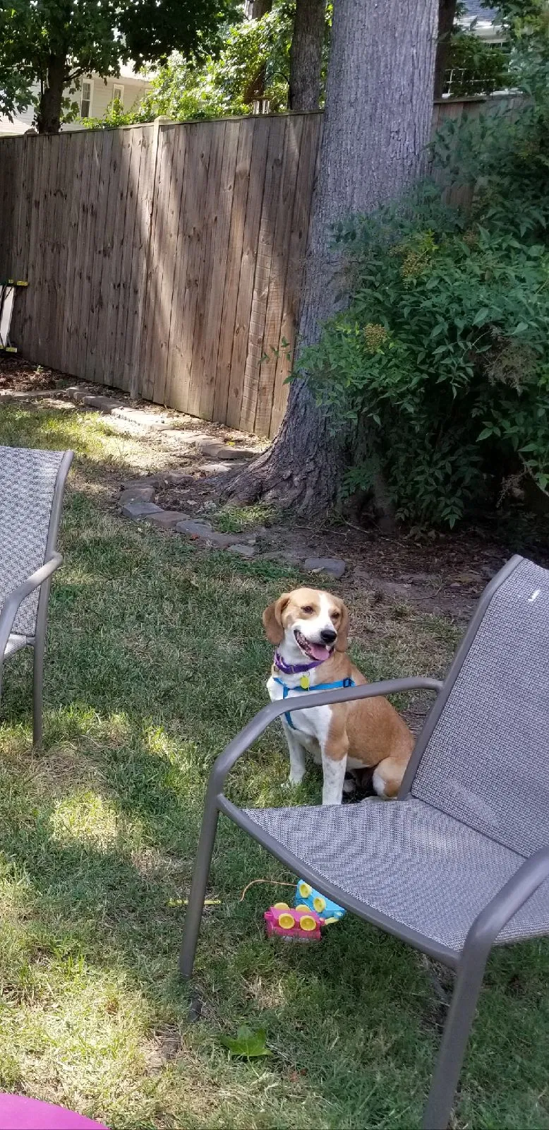 Lost dog in Williamsburg, VA, 23185