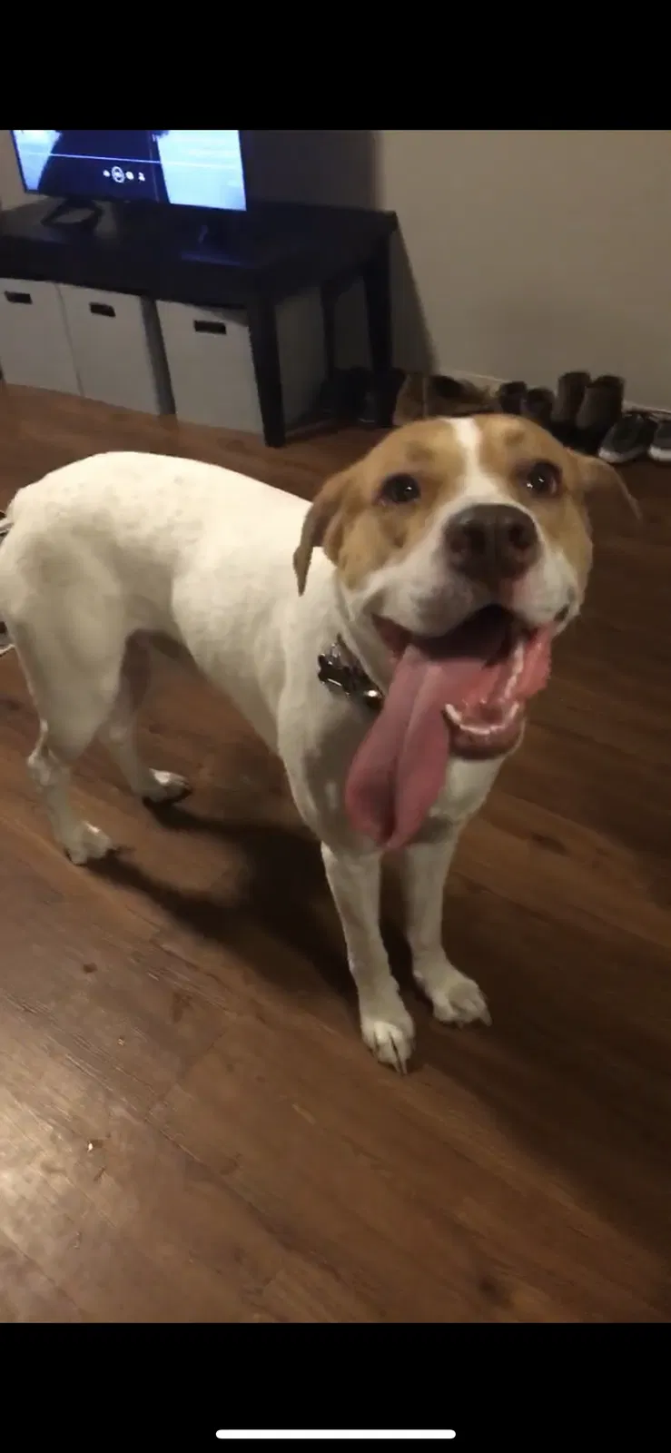 Lost dog in Oklahoma City, OK, 73112