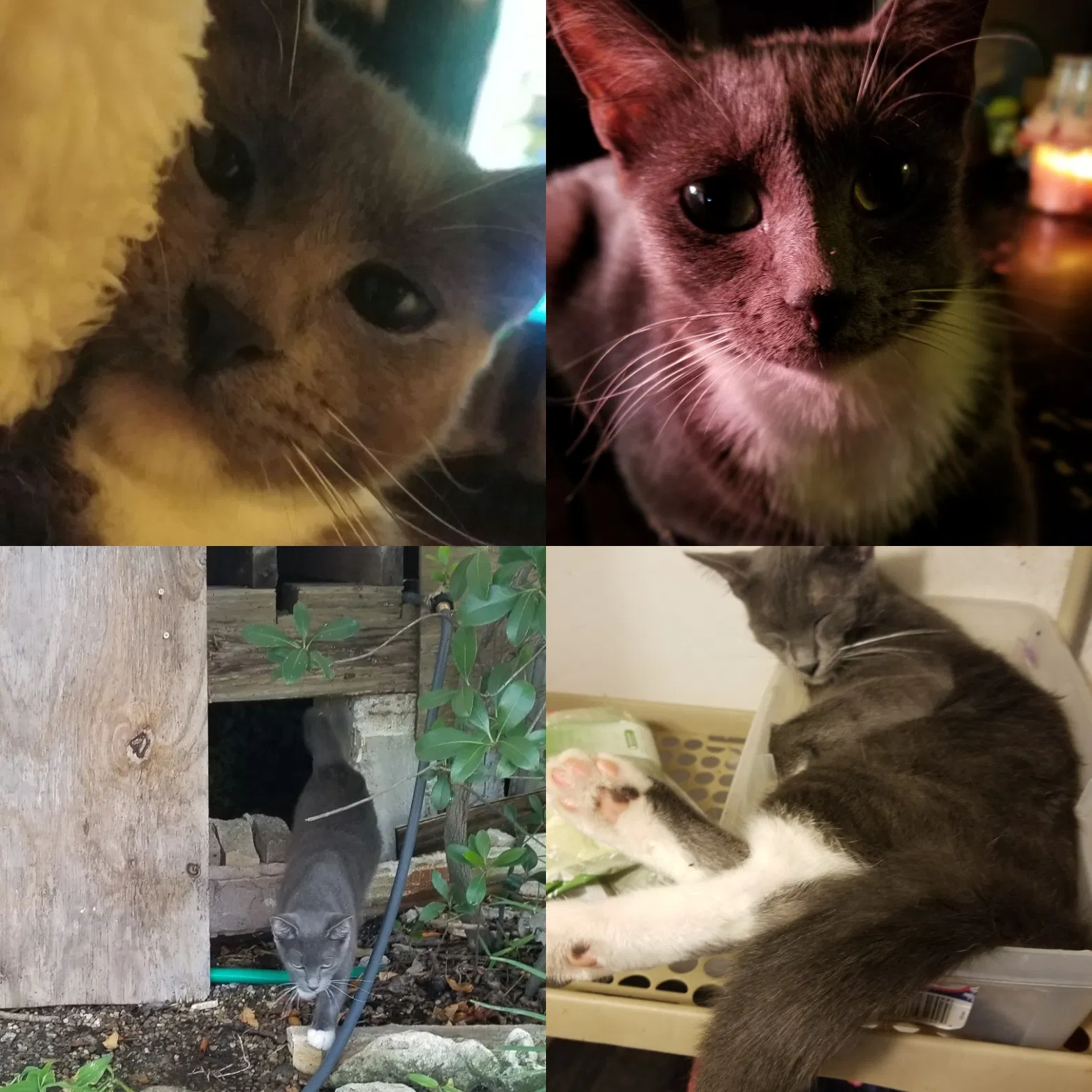Lost cat in Corpus Christi, TX, 78415