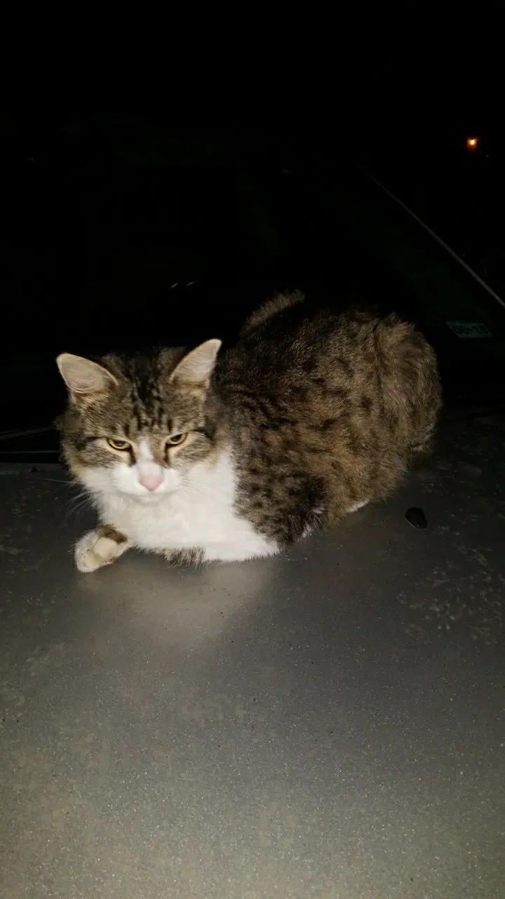 Lost cat in Corpus Christi, TX, 78415