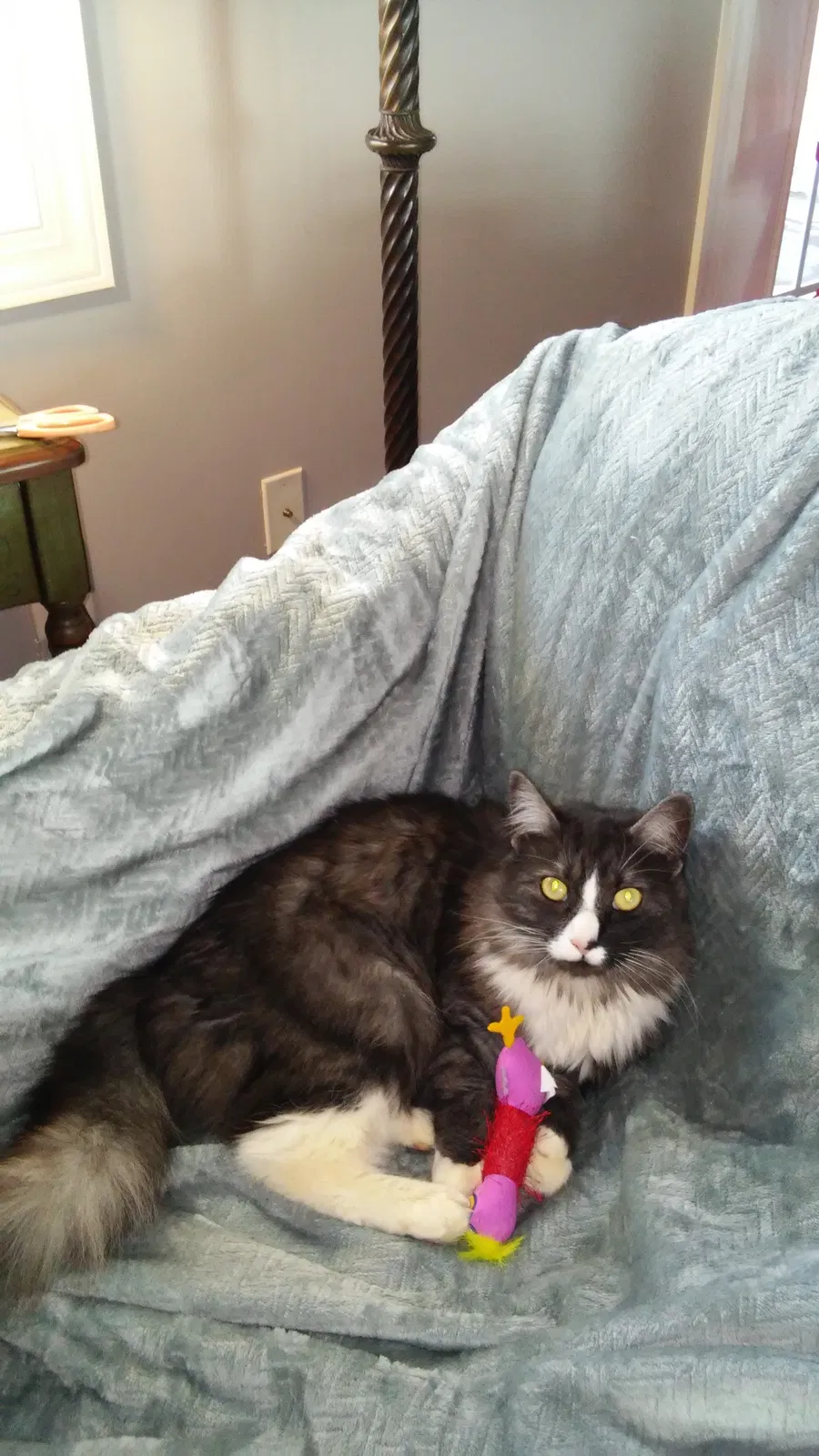 Lost cat in Inman, SC, 29349