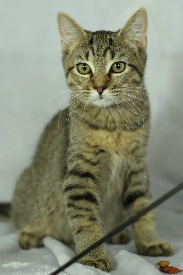 Lost cat in Winston Salem, NC, 27101