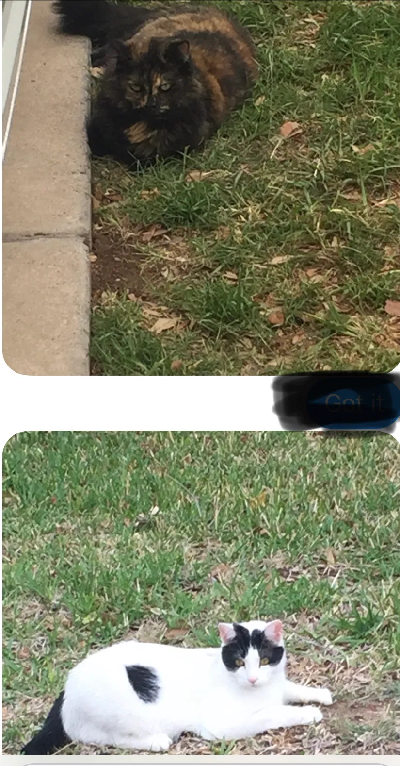 Lost cat in Cedar Park, TX, 78613