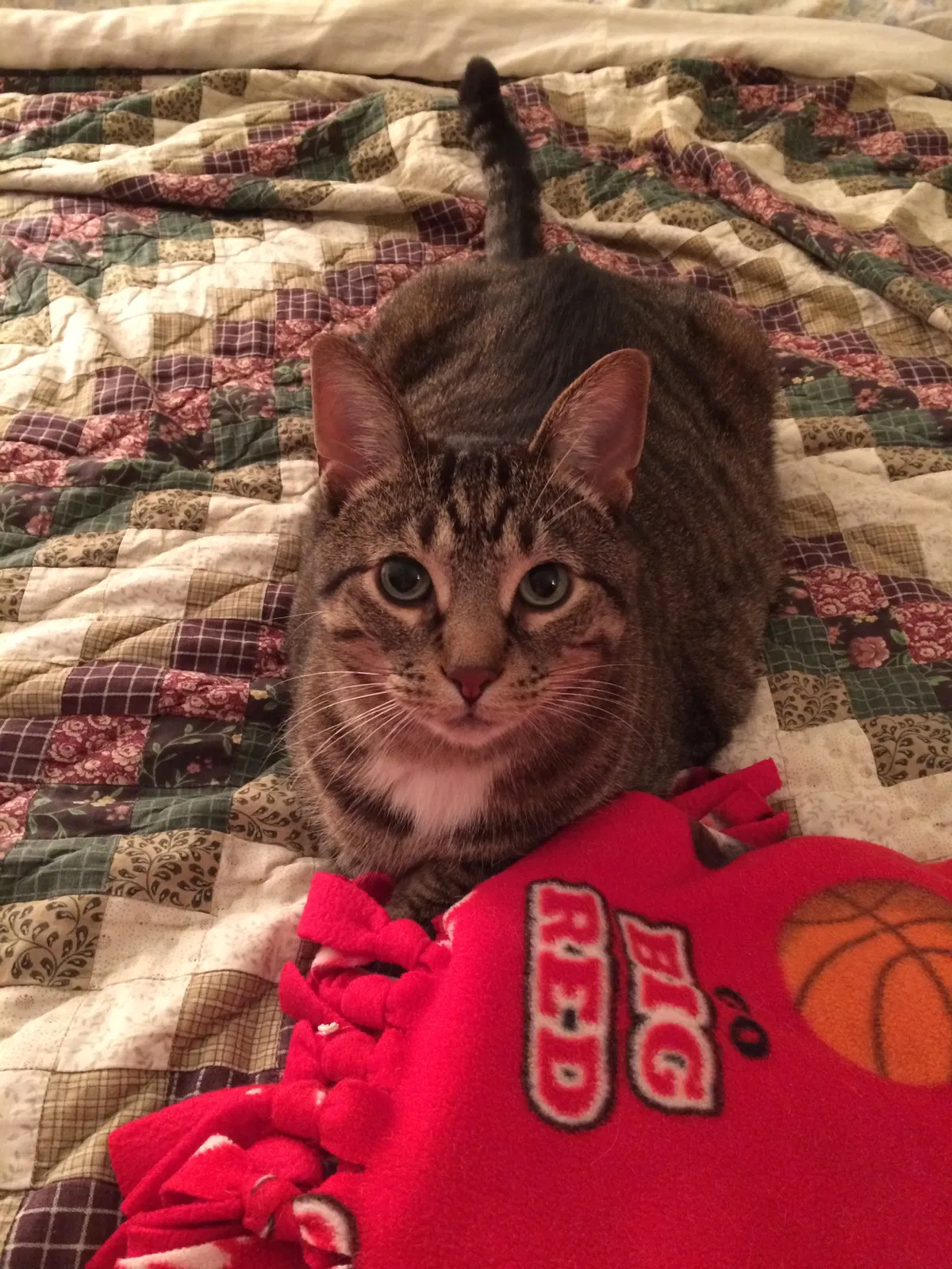 Lost cat in Jefferson, WI, 53549