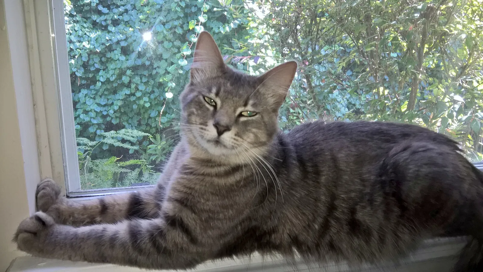 Lost cat in Saint Johns, FL, 32259