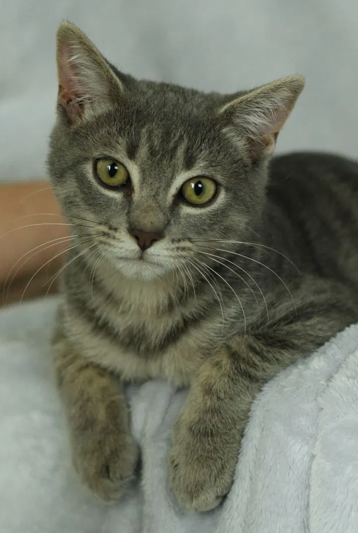 Lost cat in Winston Salem, NC, 27101