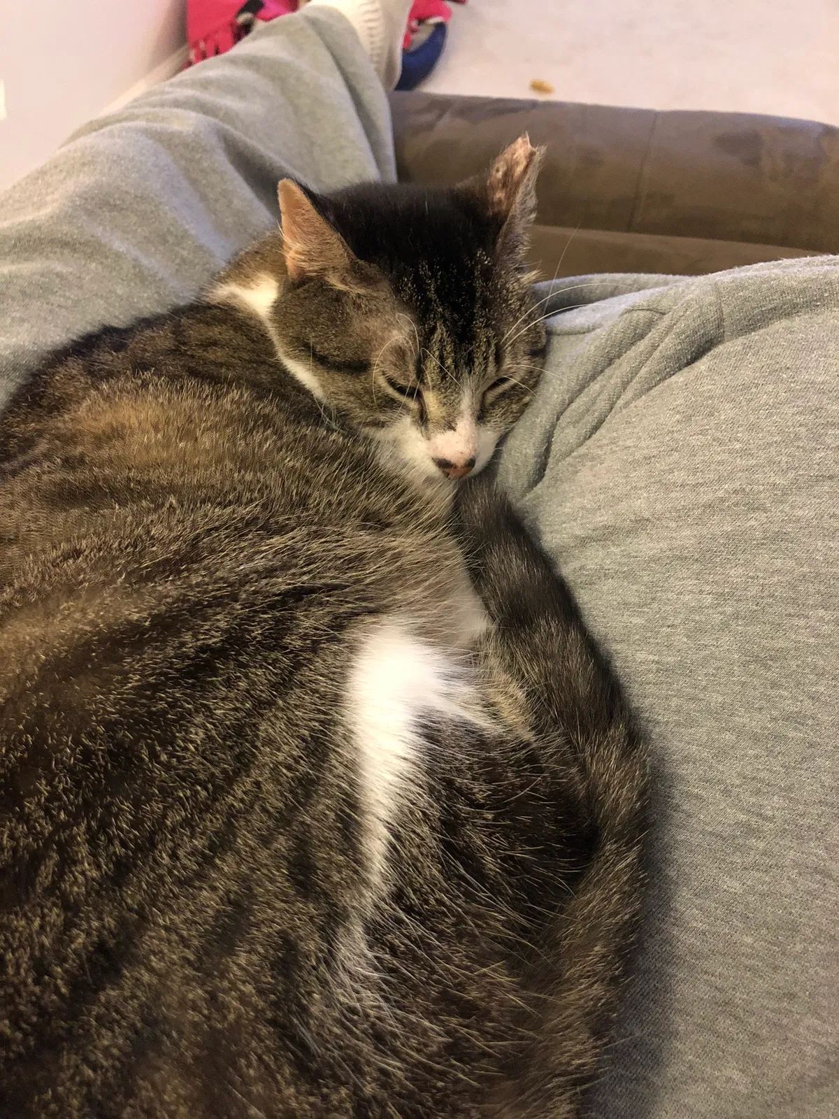 Lost cat in Waunakee, WI, 53597