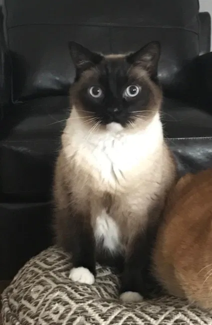 Lost cat in Farmington, MN, 55024
