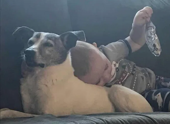Lost dog in Brule, WI, 54820
