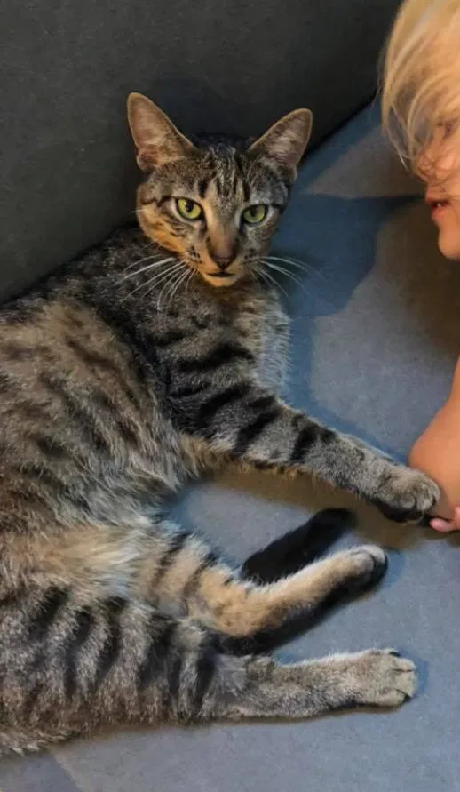 Lost cat in Saugatuck, MI, 49453